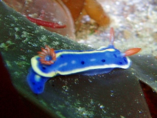 「アオウミウシ」のサムネイル画像