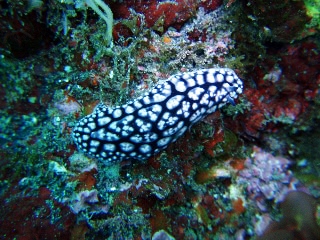 「コイボウミウシ」のサムネイル画像