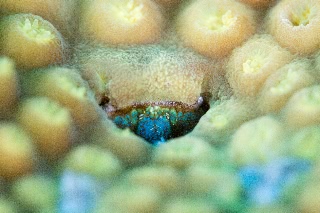 「アシビロサンゴヤドリガニ」のサムネイル画像