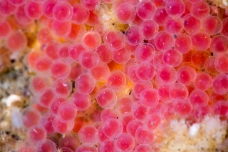 「ヒメフタスジカジカ」のサムネイル画像