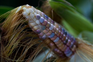 「レインボーコーン(虹色トウモロコシ,七色トウモロコシ,グラスジェムコーン,ジュエリーコーン)」のサムネイル画像