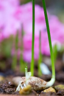 「植物の仲間」のサムネイル画像