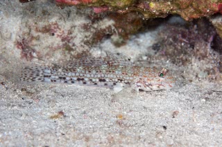 「無題」のサムネイル画像