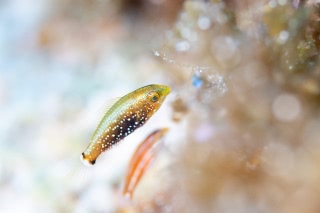 「無題」のサムネイル画像