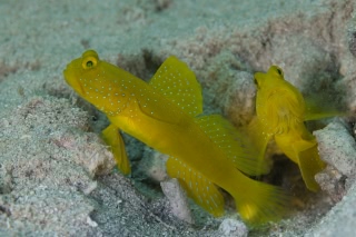 「ギンガハゼ(Banded shrimp goby)」のサムネイル画像