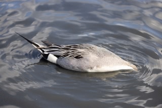 「オナガガモ」のサムネイル画像