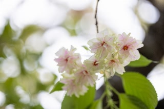 「ギョイコウ(御衣黄)」のサムネイル画像