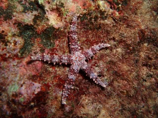 「アライボヒトデ」のサムネイル画像