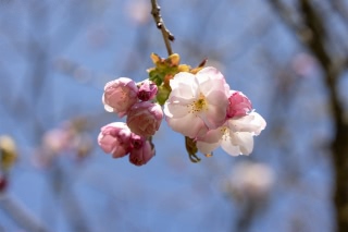 「ヤエザクラ」のサムネイル画像