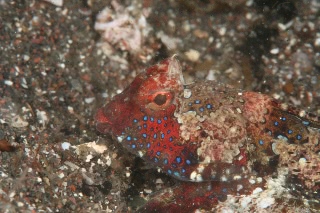 「ヤマドリ」のサムネイル画像