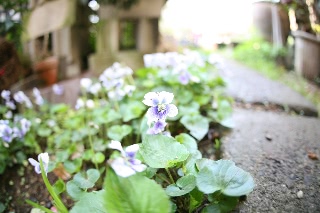 「スミレ？」のサムネイル画像