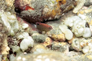 「メガネスズメダイ」のサムネイル画像