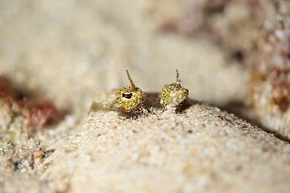 「カレイ」のサムネイル画像