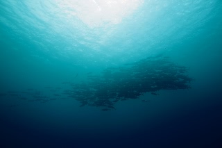 「ギンガメアジ(Bigeye trevally)」のサムネイル画像