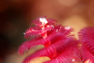 「イバラカンザシ(Christmas tree worm)」のサムネイル画像