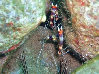 「オトヒメエビ(Banded boxer shrimp)」のサムネイル画像