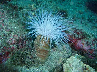 「ヒメハナギンチャク」のサムネイル画像