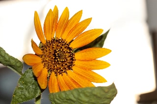 「バイカラーミックス」のサムネイル画像