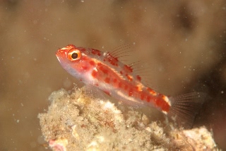 「red-blotched pygmy-goby(レッドブロッチピグミーゴビー)」のサムネイル画像
