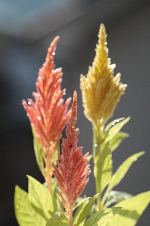 「ケイトウ(鶏頭)」のサムネイル画像