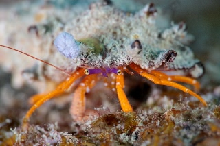 「ティーダゼブラヤドカリ」のサムネイル画像