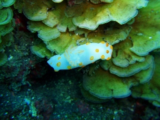 「キイボキヌハダウミウシ」のサムネイル画像