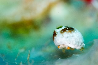 「オガサワラカイカムリ(ユキンコボウシガニ)」のサムネイル画像