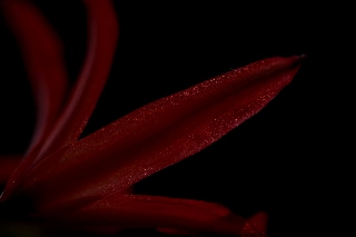 「ダイヤモンドリリー(ネリネ)」のサムネイル画像