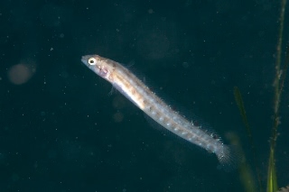 「無題」のサムネイル画像