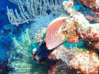 「ホシゴンベ(blackside hawkfish)」のサムネイル画像
