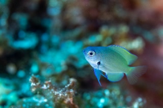 「アマミスズメダイ」のサムネイル画像