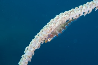 「無題」のサムネイル画像