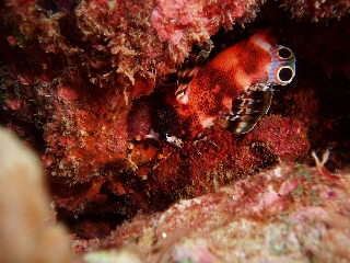「ヒレボシミノカサゴ」のサムネイル画像