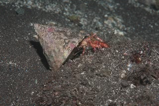 「ヤドカリの仲間」のサムネイル画像