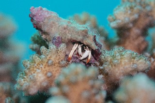 「アカツメサンゴヤドカリ」のサムネイル画像