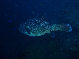 「モヨウフグ」のサムネイル画像