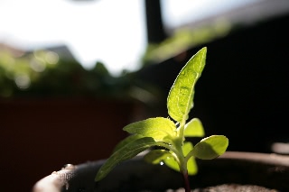 「ミニひまわり」のサムネイル画像
