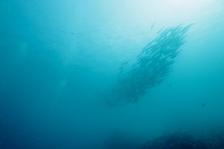 「ギンガメアジ(Bigeye trevally)」のサムネイル画像