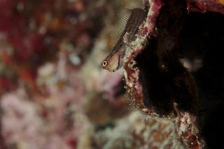 「カエルウオの仲間」のサムネイル画像