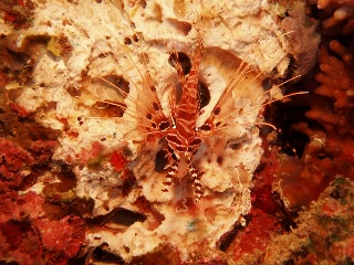 「ネッタイミノカサゴ(Spot-Fin Lionfish)」のサムネイル画像