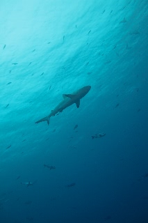 「オグロメジロザメ」のサムネイル画像