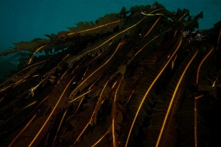 「マコンブ」のサムネイル画像