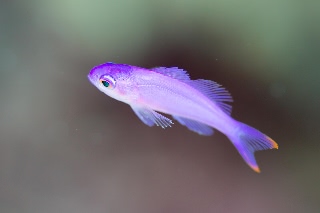 「ハナゴイ」のサムネイル画像