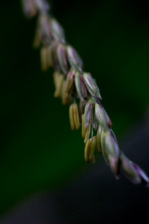 「レインボーコーン(虹色トウモロコシ,七色トウモロコシ,グラスジェムコーン,ジュエリーコーン)」のサムネイル画像