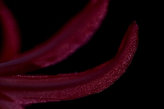 「ダイヤモンドリリー(ネリネ)」のサムネイル画像