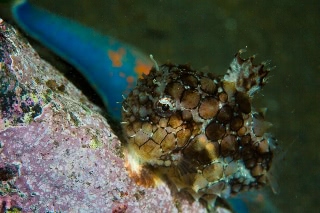 「ナメダンゴ」のサムネイル画像