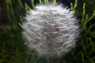 「セイヨウタンポポ」のサムネイル画像