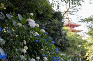 「アジサイ」のサムネイル画像