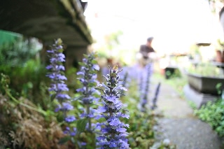 「植物の仲間」のサムネイル画像