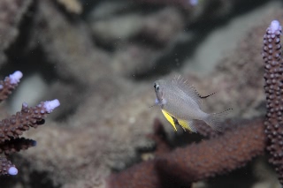 「ナミスズメダイ」のサムネイル画像